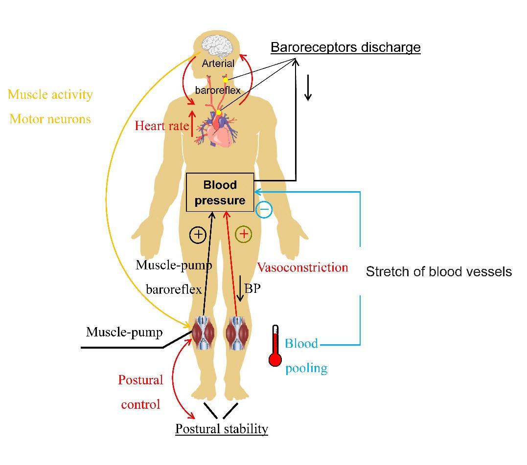 cardiovascular image