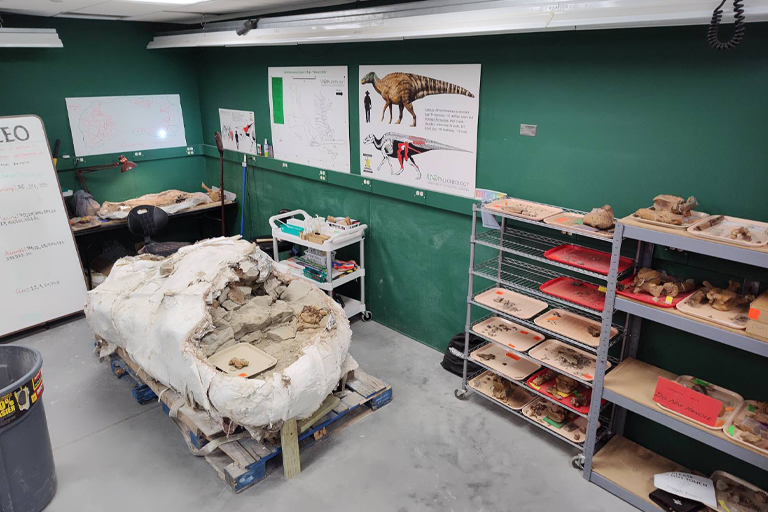 dinosaur fossils encased in plaster are displayed in a lab